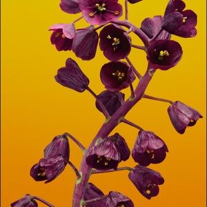 Meet your Posher, Meher